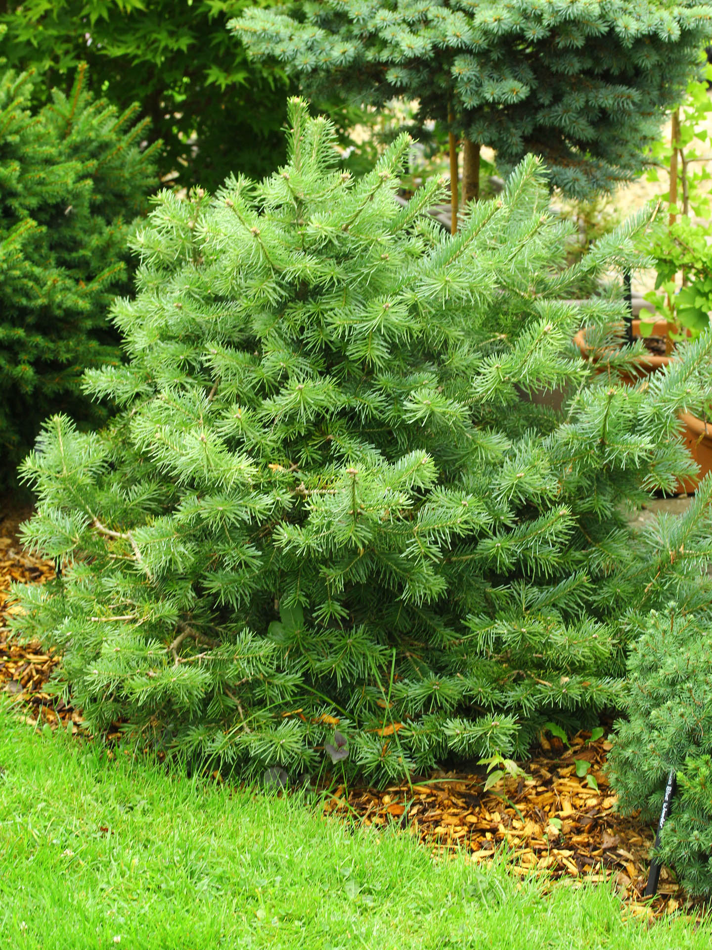 Abies lasiocarpa 